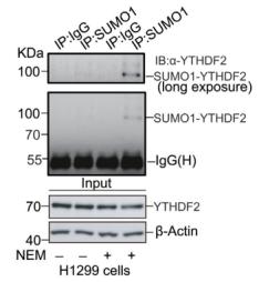 Figure 5. Western blot results depicting protein SUMOylation levels under different conditions.