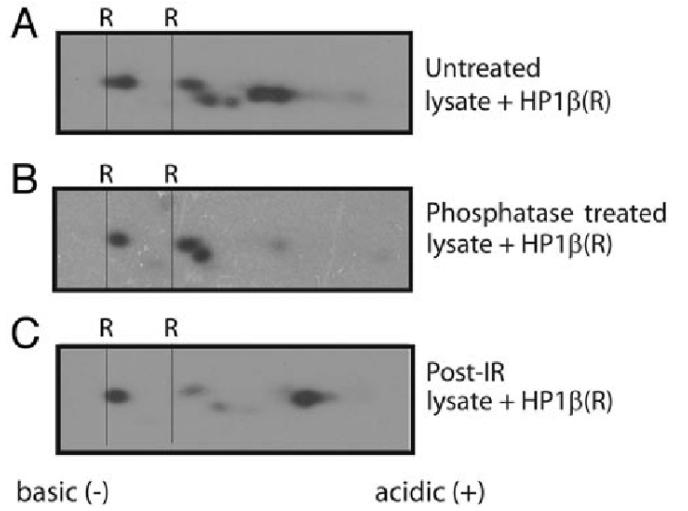 Phosphorylation of HP1beta detected by 2D gel electrophoresis