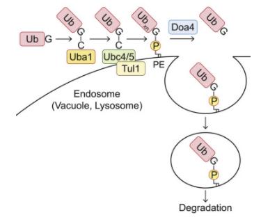 Understanding PTMs: Insights into Protein Regulation and Functional Implications