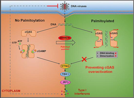 Detection of double‐stranded DNA by cGAS triggers innate immune responses.