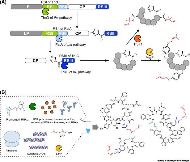 Understanding PTMs: Insights into Protein Regulation and Functional Implications