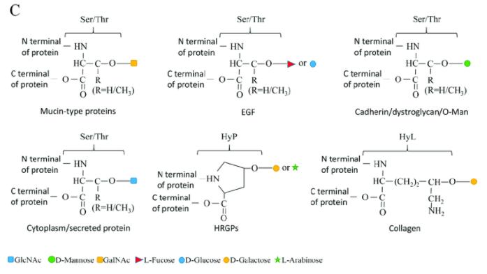 O-linked glycosylation types.