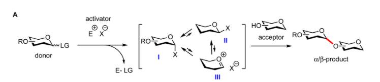 General glycosylation reaction mechanism.