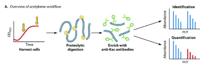 Typical acetylome workflow. Jackson