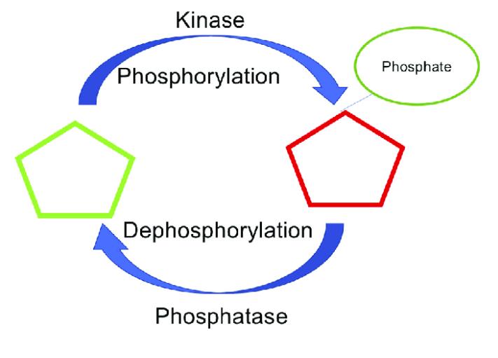 Figure 1 Phosphorylation and dephosphorylation