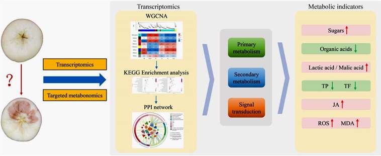 Combined transcriptomic and targeted metabolomic analysis reveals the mechanism of flesh browning in cold stored 'Fuji' apple fruit