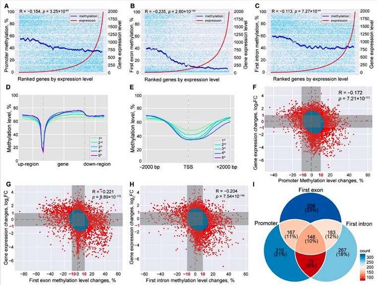 Integration of DNA methylation and mRNA transcriptome profiles.