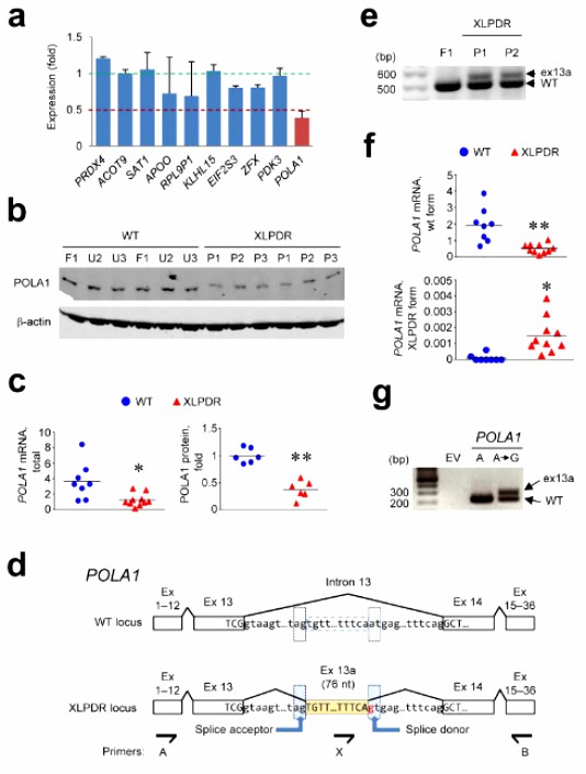 Integrated Genomics and Transcriptomics Analysis