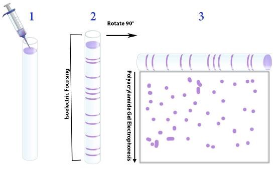 Polysaccharide Analysis