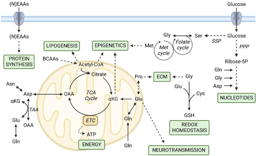 Amino Acid Metabolism Analysis-Techniques, Workflow, and Applications