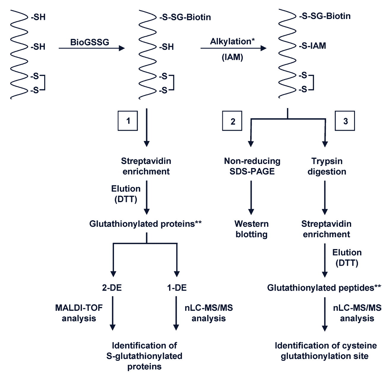 Anti-Glutathione Antibodies