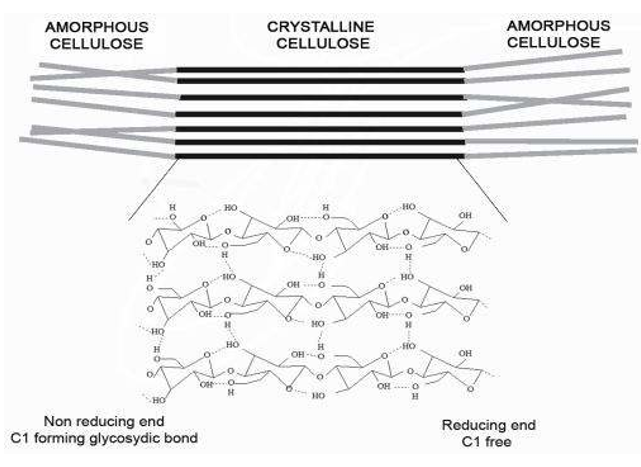 Cellulose Content Analysis