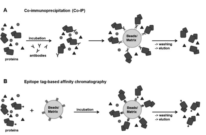 Co-immunoprecipitation (Co-IP) Overview