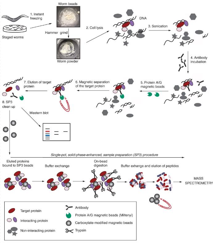 Co-immunoprecipitation Mass Spectrometry: Unraveling Protein Interactions