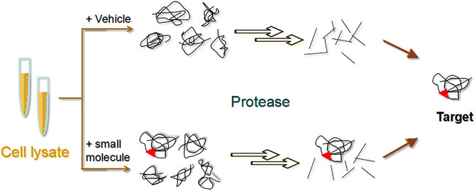 The drug affinity responsive target stability strategy