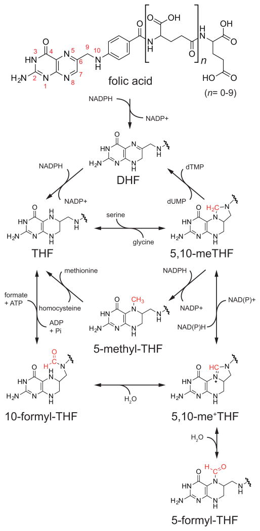 Definition, Process And Function Of One-Carbon Metabolism