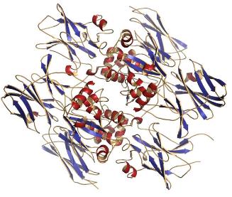 Difference Between Exogenous and Endogenous Protein Crosslinking