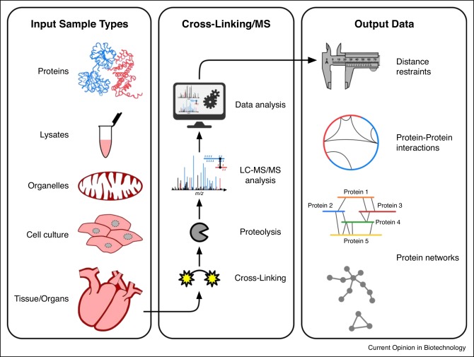 Difference Between Exogenous and Endogenous Protein Crosslinking