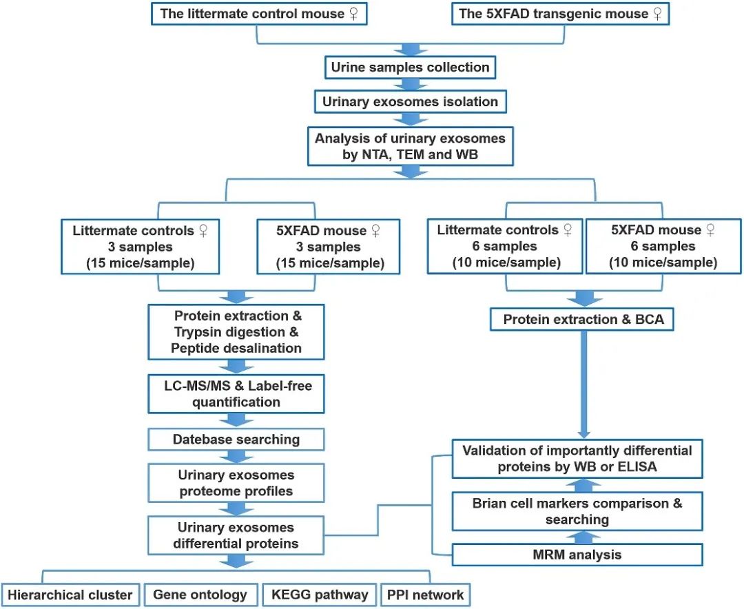 Workflow of isolation, characterization, and proteomics of urinary exosomes in 5XFAD transgenic mouse model of AD and littermate control.