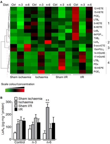 Fatty Acid Metabolism Analysis for Intestinal Inflammation and Gut Microbiota Research