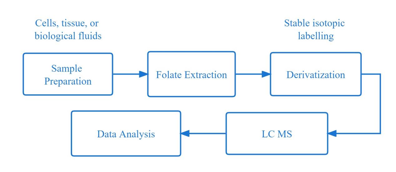 Workflow Of Folate Cycle MS Analysis