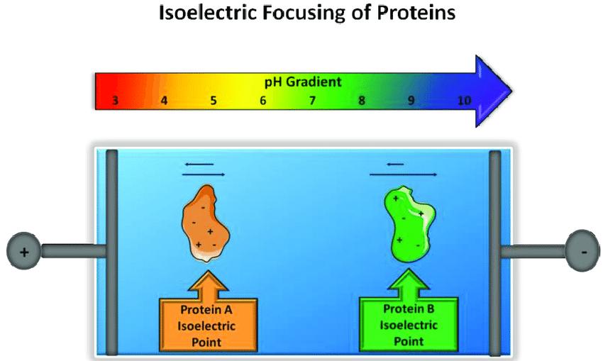 Isoelectric Point of Amino Acids: Calculation and Applications