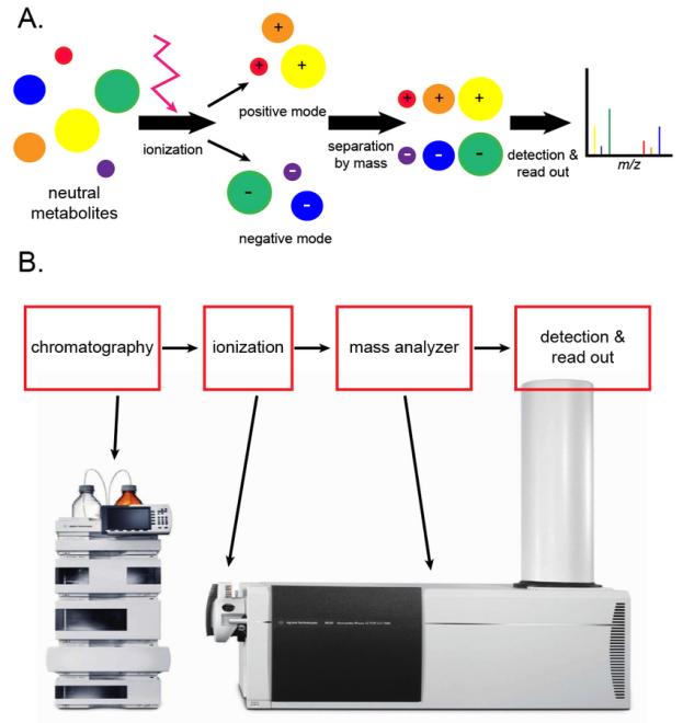 Analytical workflow of LC-MS