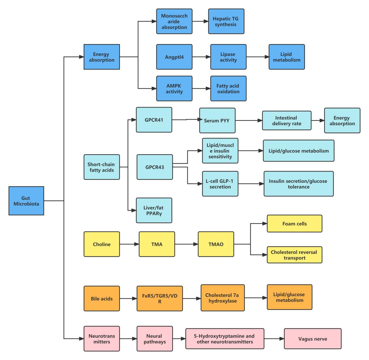 Metabolomics Research Solution of Gut Microbiota