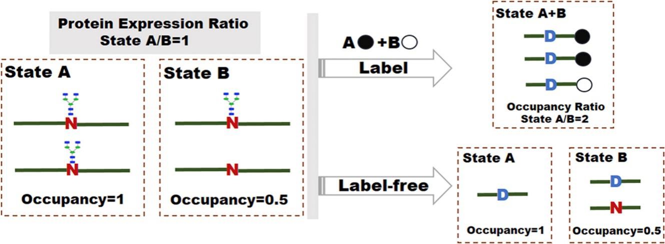 N-Glycosylation Site Occupancy Analysis