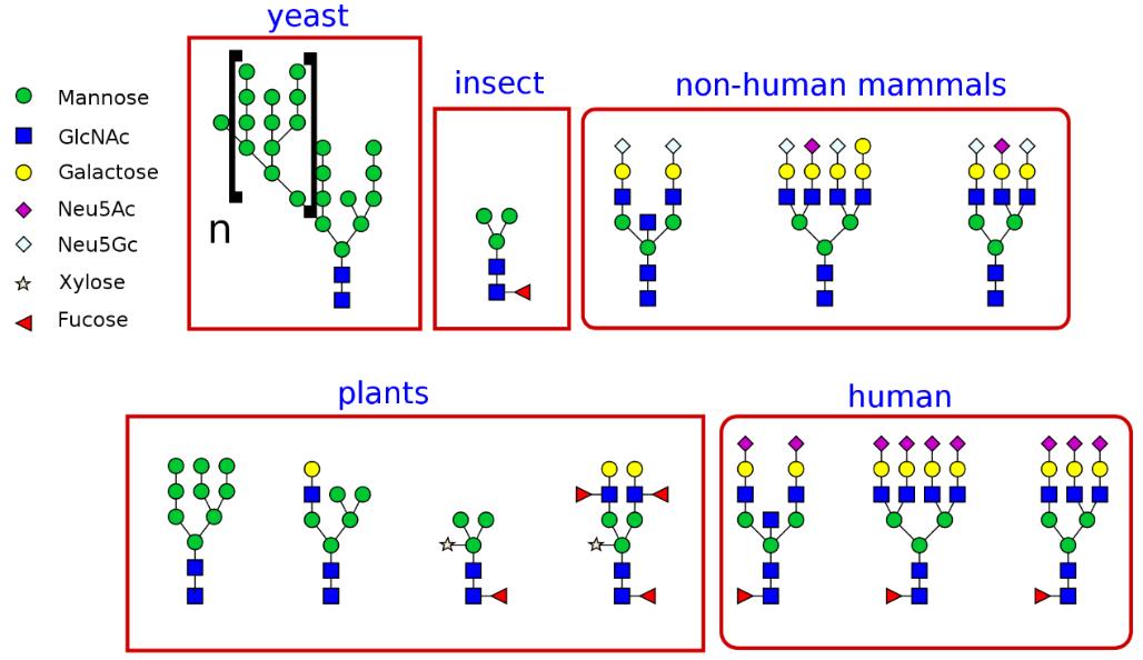 N-Linked Glycosylation Process