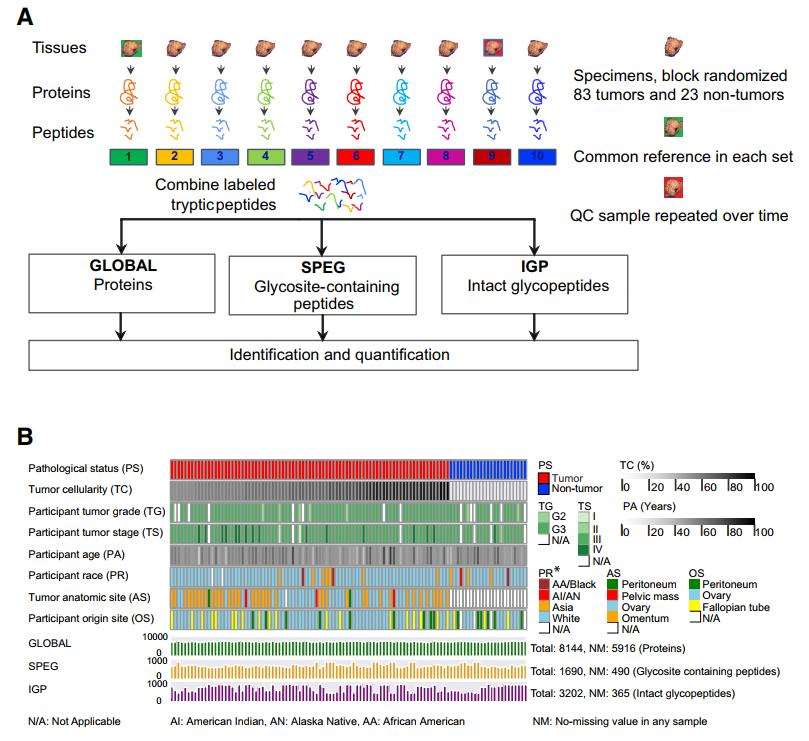 Ovarian Cancer Proteomics Through Site-Specific Quantitative Analysis