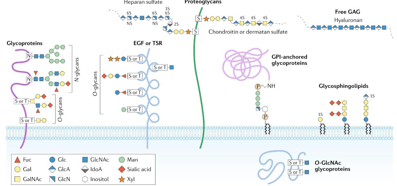 Major types of glycosylation in humans