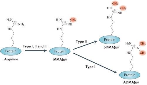  Types of methylation on arginine residues