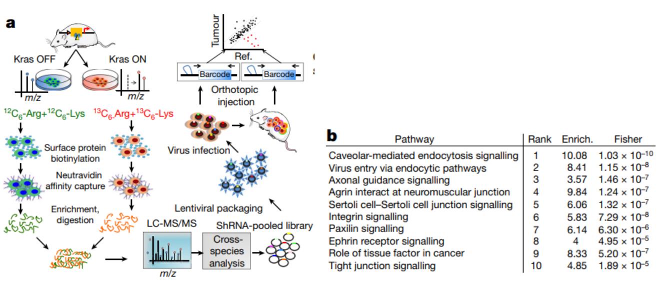 Functional surfaceome analysis identifies SDC1 as a KRAS*-dependent surface protein that is important for tumour maintenance