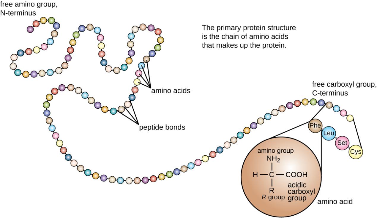 Determination of the First Amino Acid at the N-terminal of Protein by Edman Degradation Method