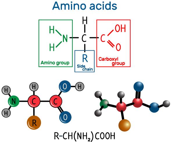 Protein Amino Acid Analysis-Techniques, Instruments, and Applications