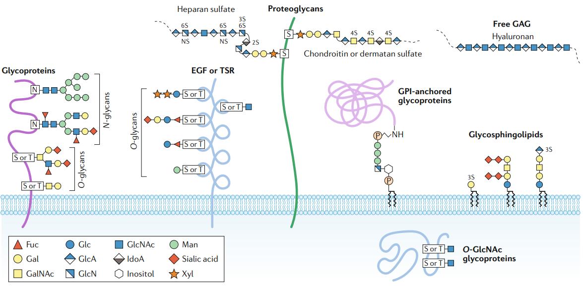 Protein N-Glycosylation Analysis Strategy and Procedures