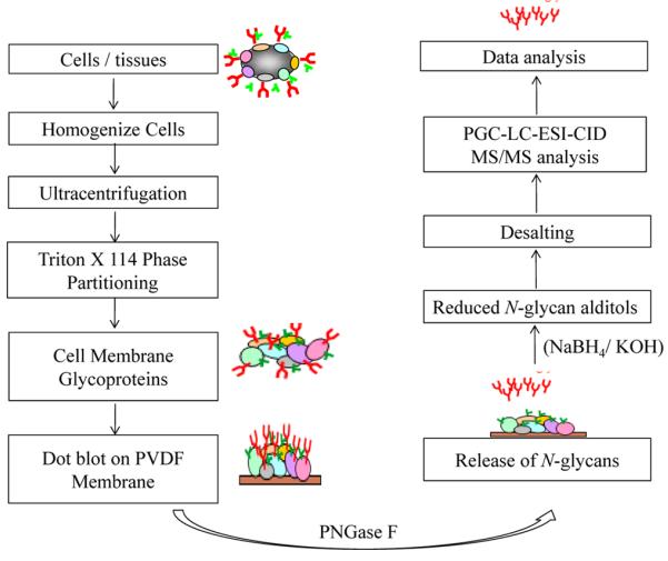 Schematic diagram of the protocol for enrichment of membrane glycoproteins, followed by release and processing of N glycans for LC-MS/MS analysis