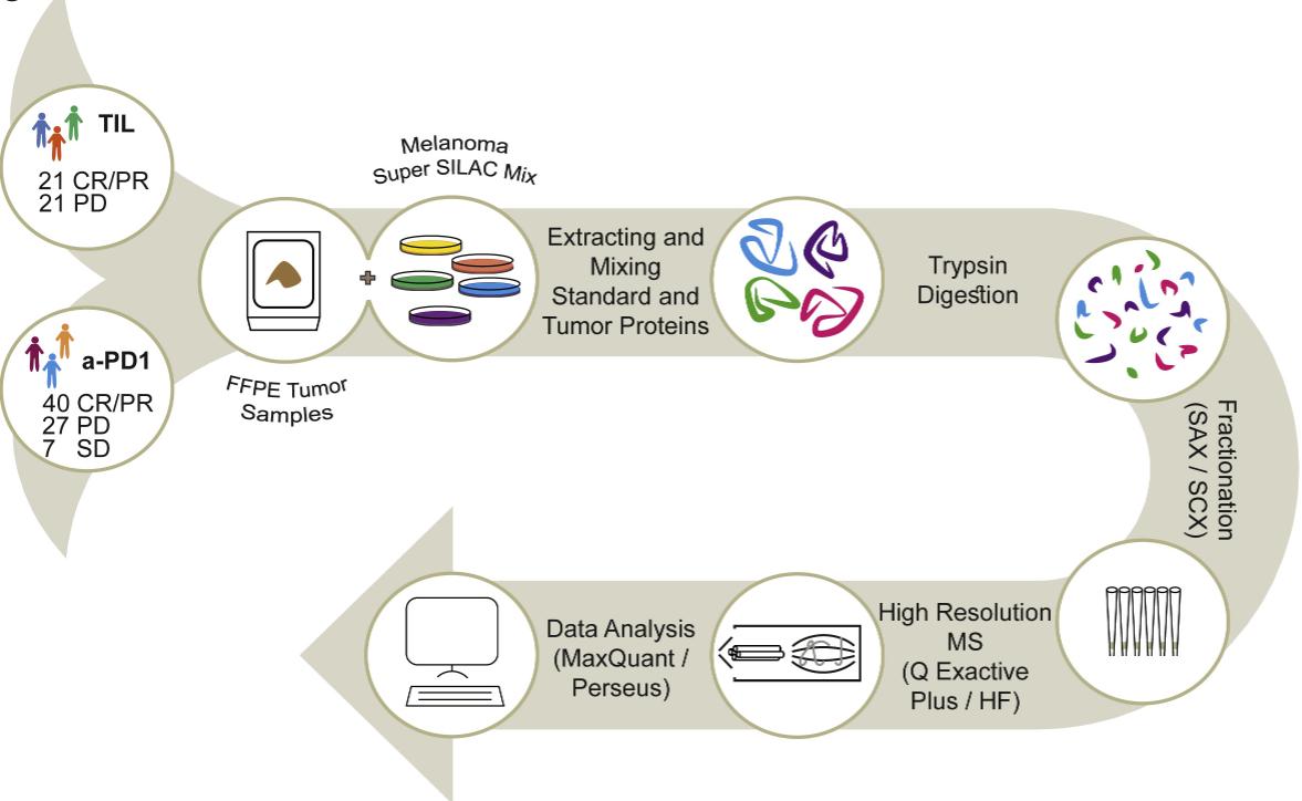 Proteomic Insights into Melanoma Treatment and Response