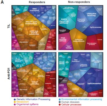 Functional annotation of differential proteins in anti-PD-1 and TIL therapy responders and non responders