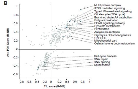 Functional annotation of differential proteins in anti-PD-1 and TIL therapy responders and non responders