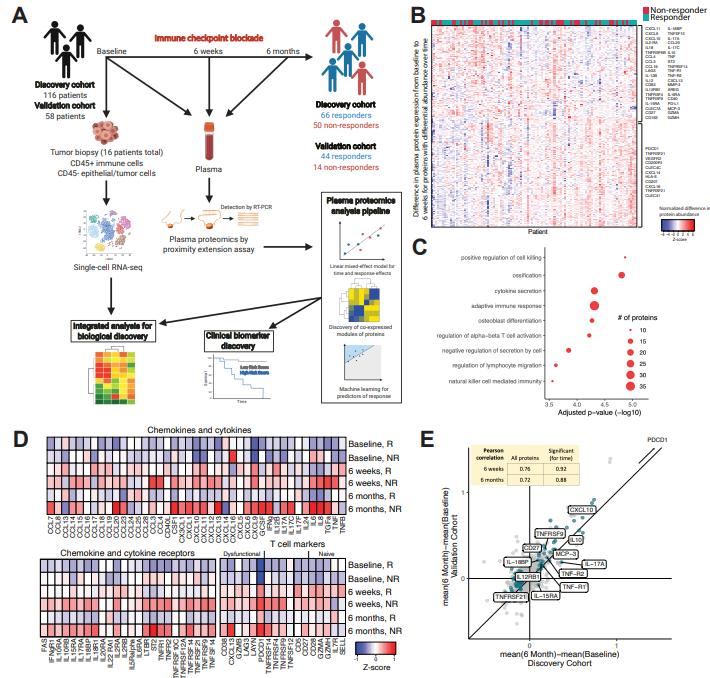 Melanoma patients treated with ICB have a unique treatment-associated pattern of inflammatory plasma proteins over time.