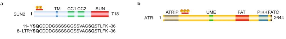 ATR signalling is required for survival in ALK-driven NB cell lines