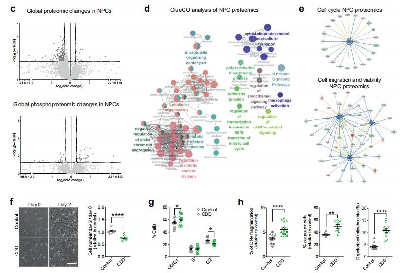 Altered proliferation and viability in CDD progenitor cells.