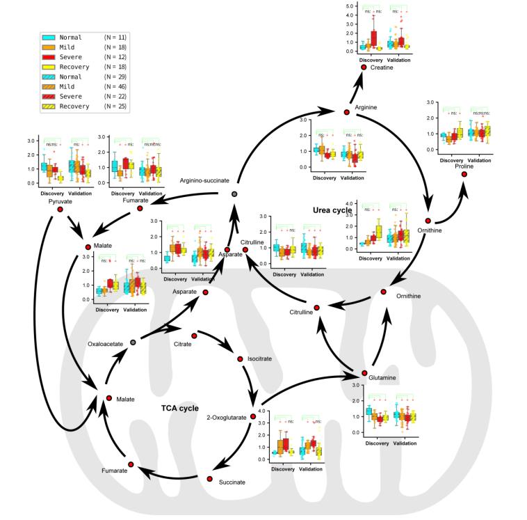 Figure 3 Dysregulated urea cycle and TCA cycle may be involved in disease development