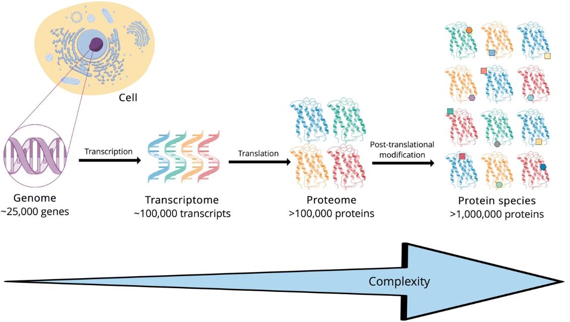 PTM increases the diversity of protein structure and function