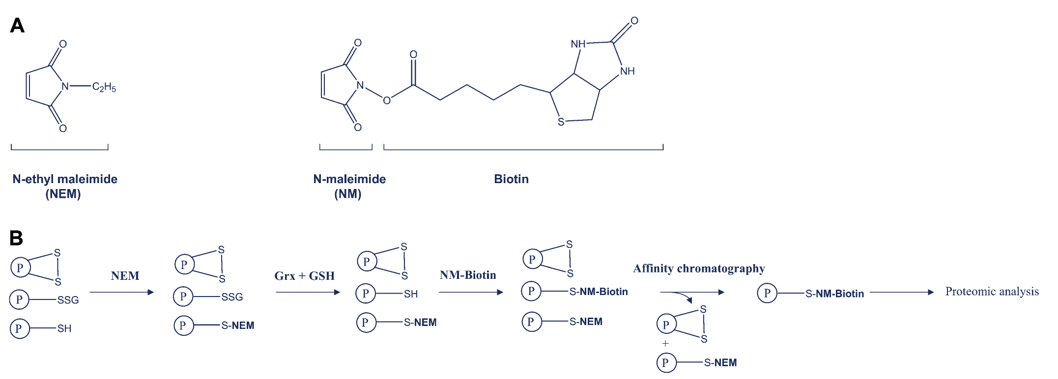 Workflow of GRX reduction of glutathionylated proteins