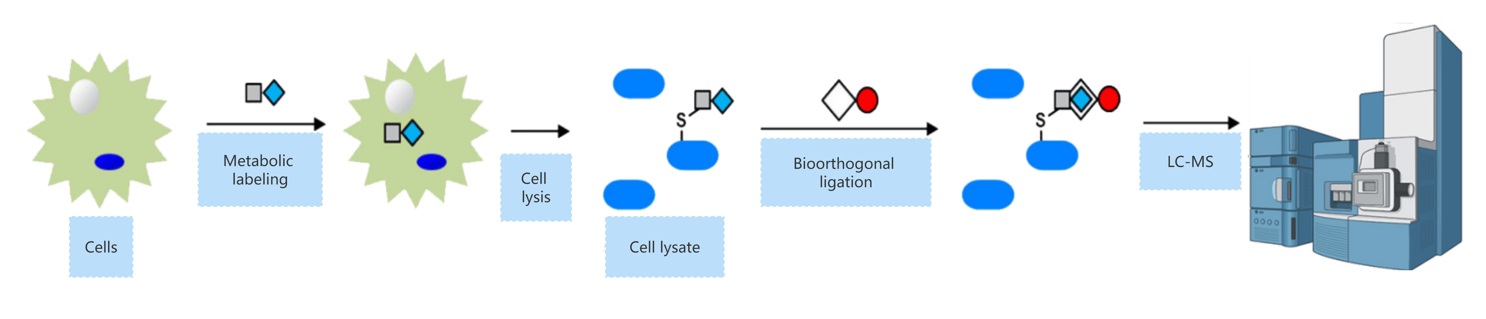 Workflow of prenylation Site Identification