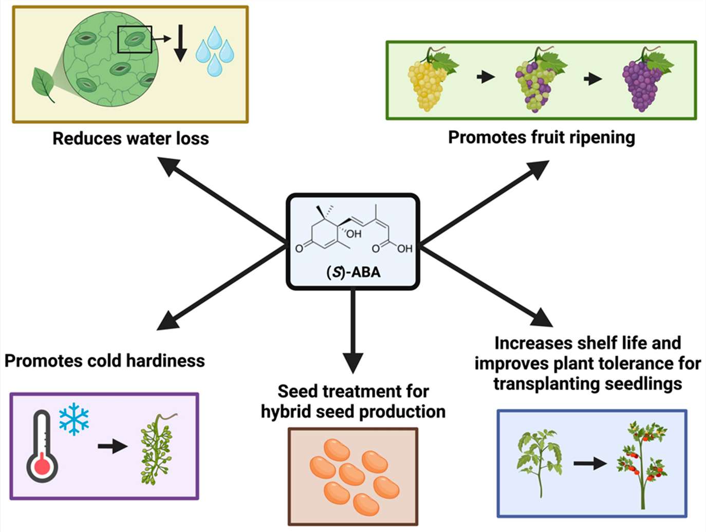 Nguyen, C.H et al,. Genes 2023