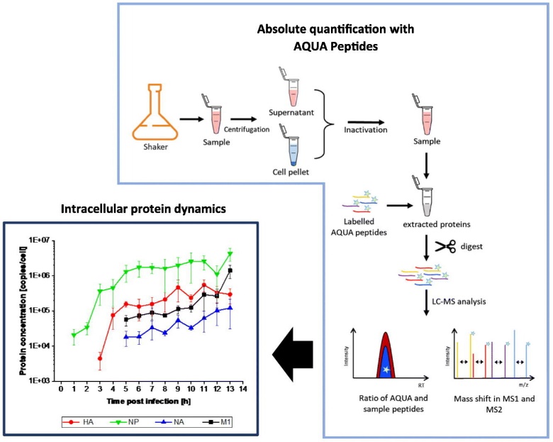 Absolute Quantification (AQUA)